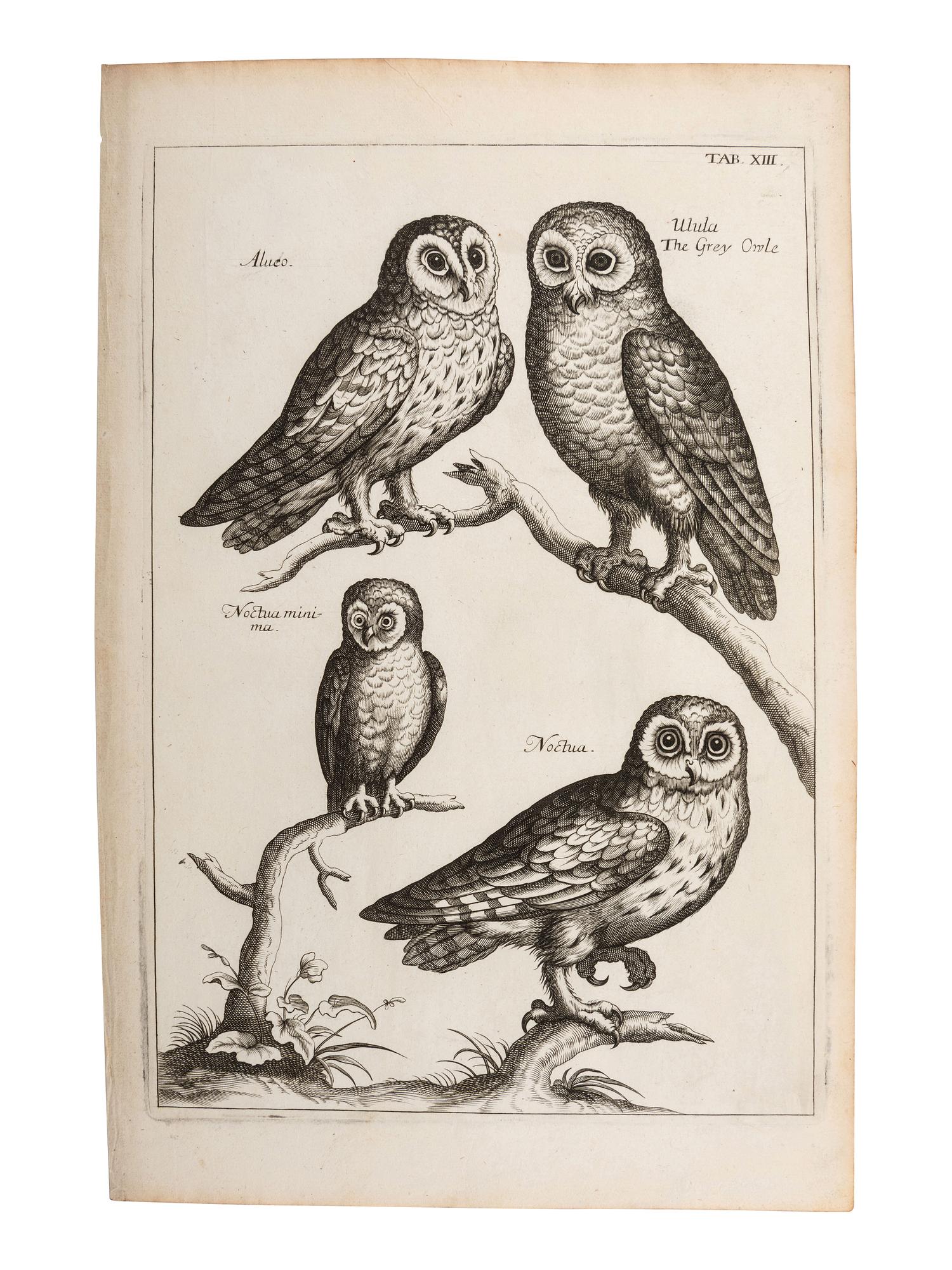 A Collection of Ornithology and Entomology Prints