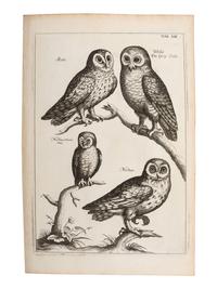 A Collection of Ornithology and Entomology Prints