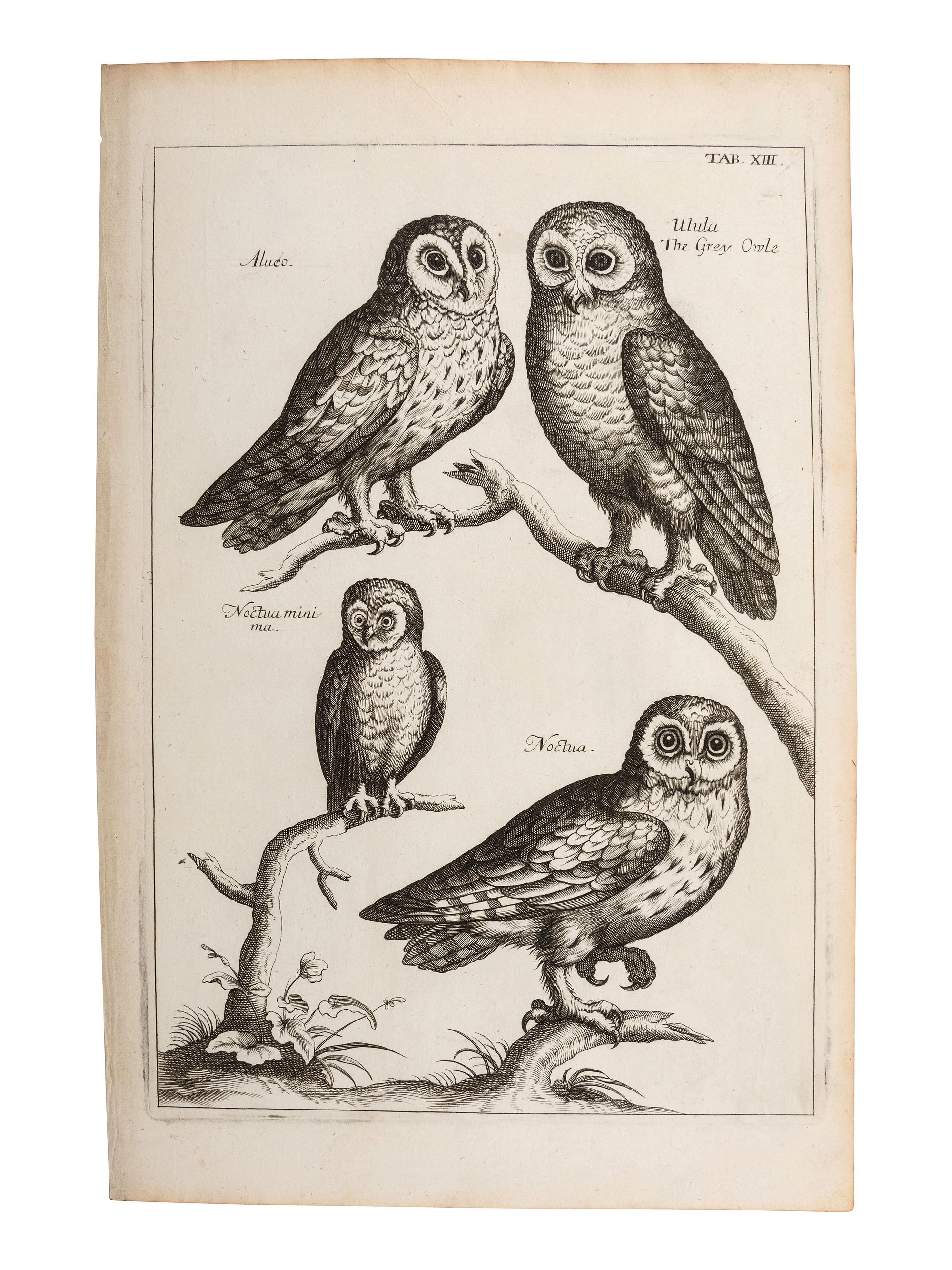 A Collection of Ornithology and Entomology Prints
