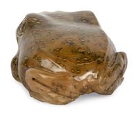Bullfrog