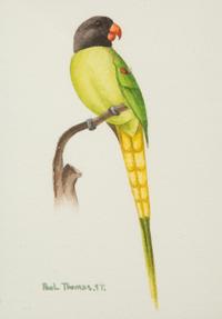 Birds: Illustration for a Book