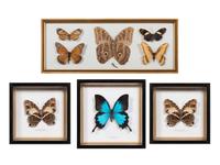Seven Framed Groups of Lepidopterological Specimens