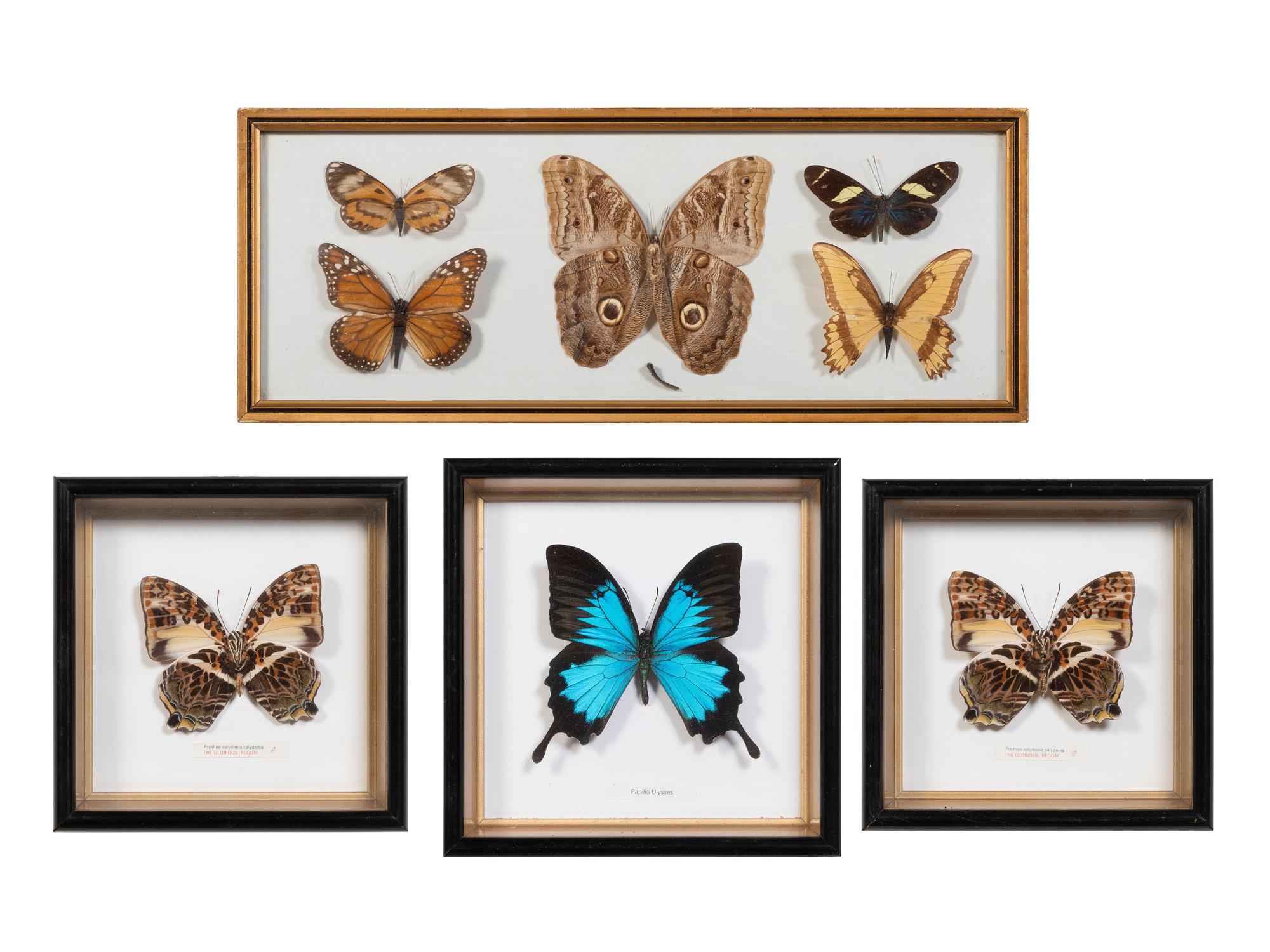 Seven Framed Groups of Lepidopterological Specimens