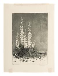 Two Works: Verde River, Apache Reservation, Arizona and Soap Weed