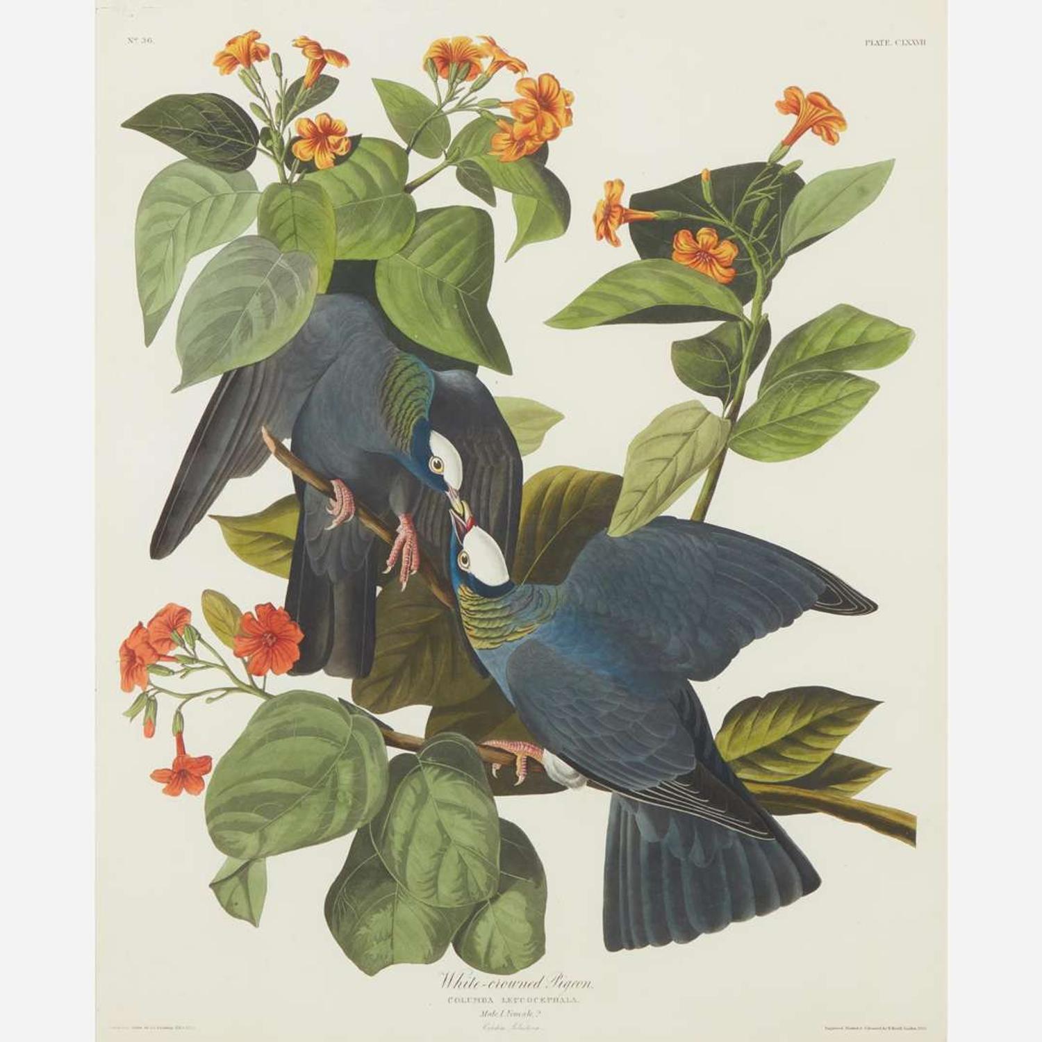 [Prints] Audubon, J(ohn). J(ames). White-crowned Pigeon