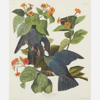 [Prints] Audubon, J(ohn). J(ames). White-crowned Pigeon