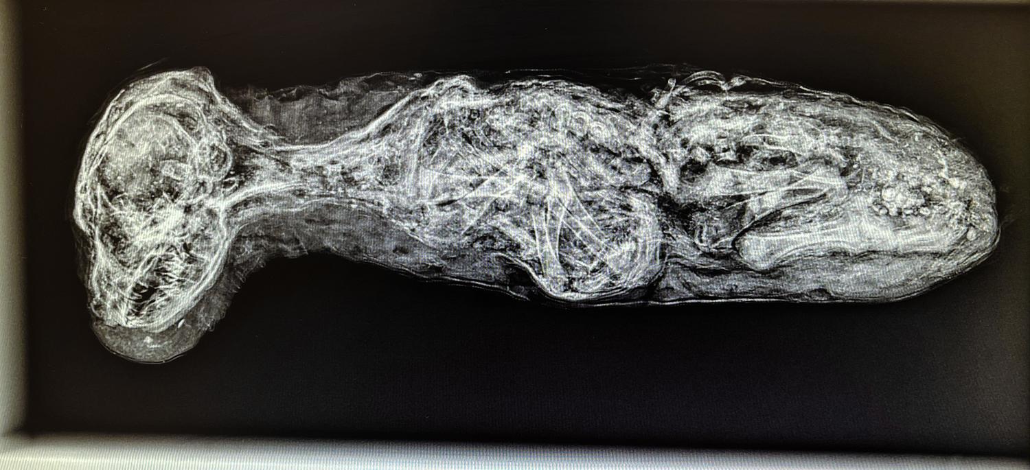 An Egyptian Mummified Jackal
