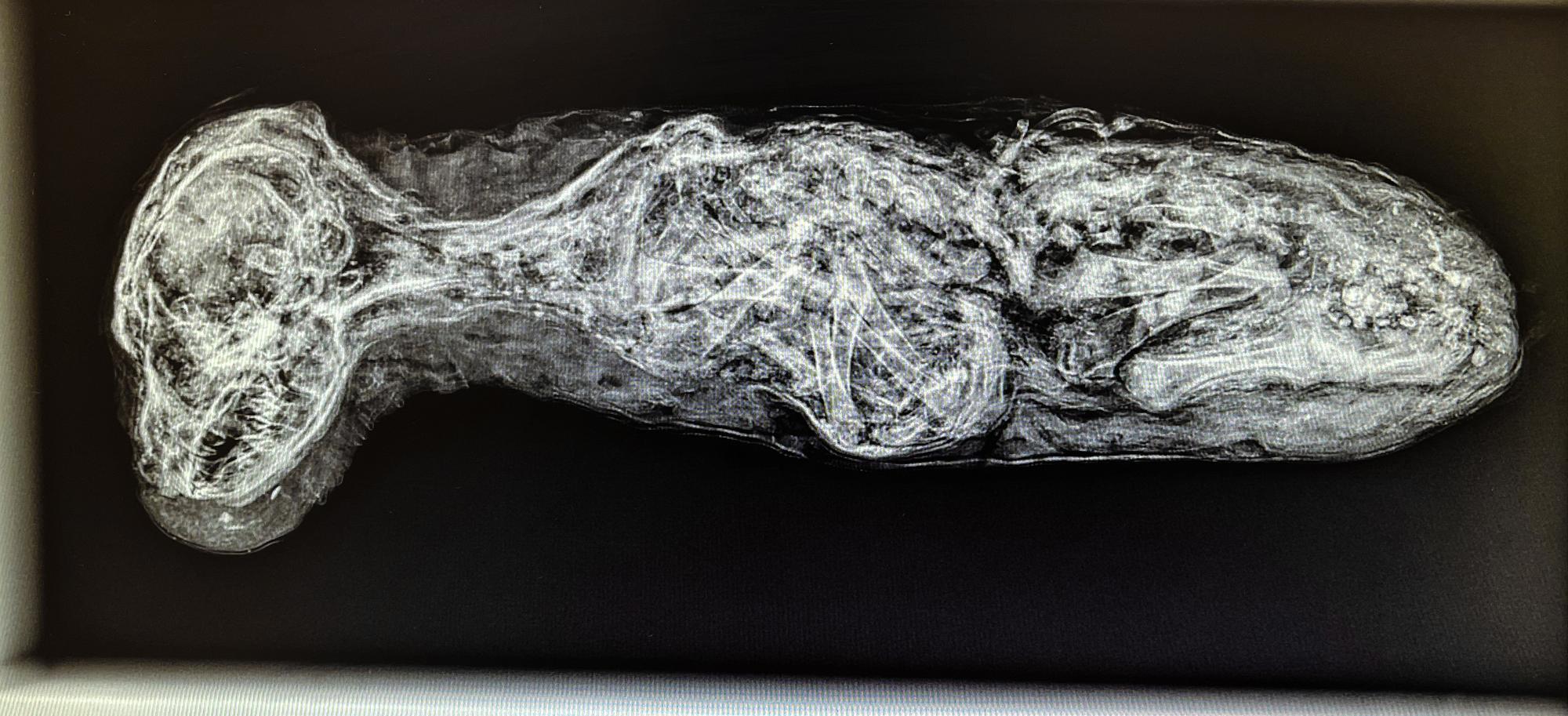 An Egyptian Mummified Jackal