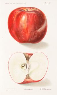 (BOTANY) U.S. DEPARTMENT OF AGRICULTURE. A group of 20 chromolitho. plates of fruit and nuts.