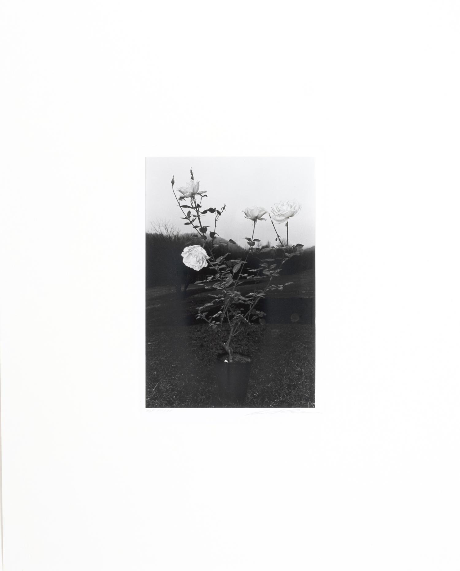 Photographs of Flowers