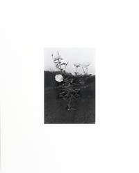 Photographs of Flowers