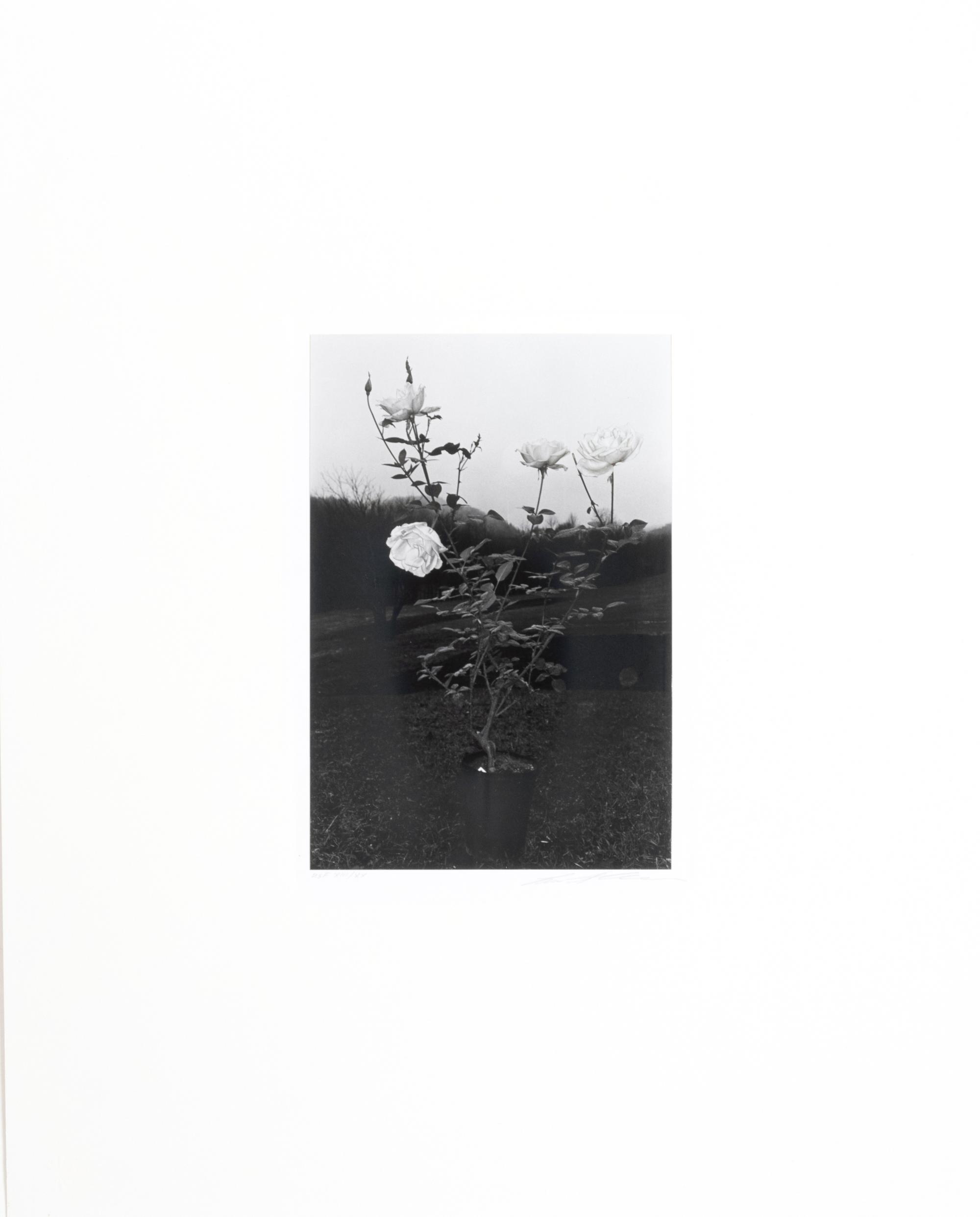 Photographs of Flowers