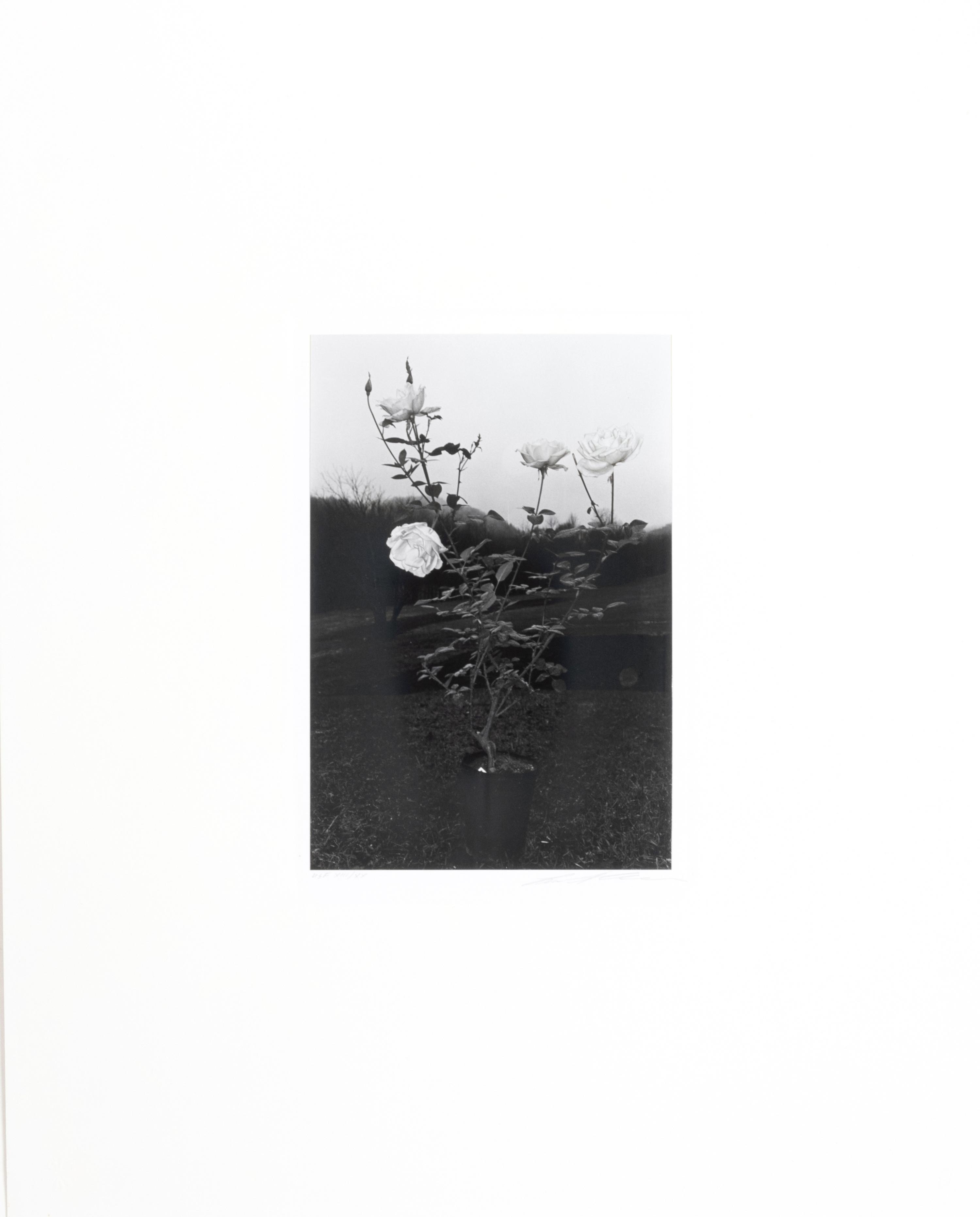 Photographs of Flowers