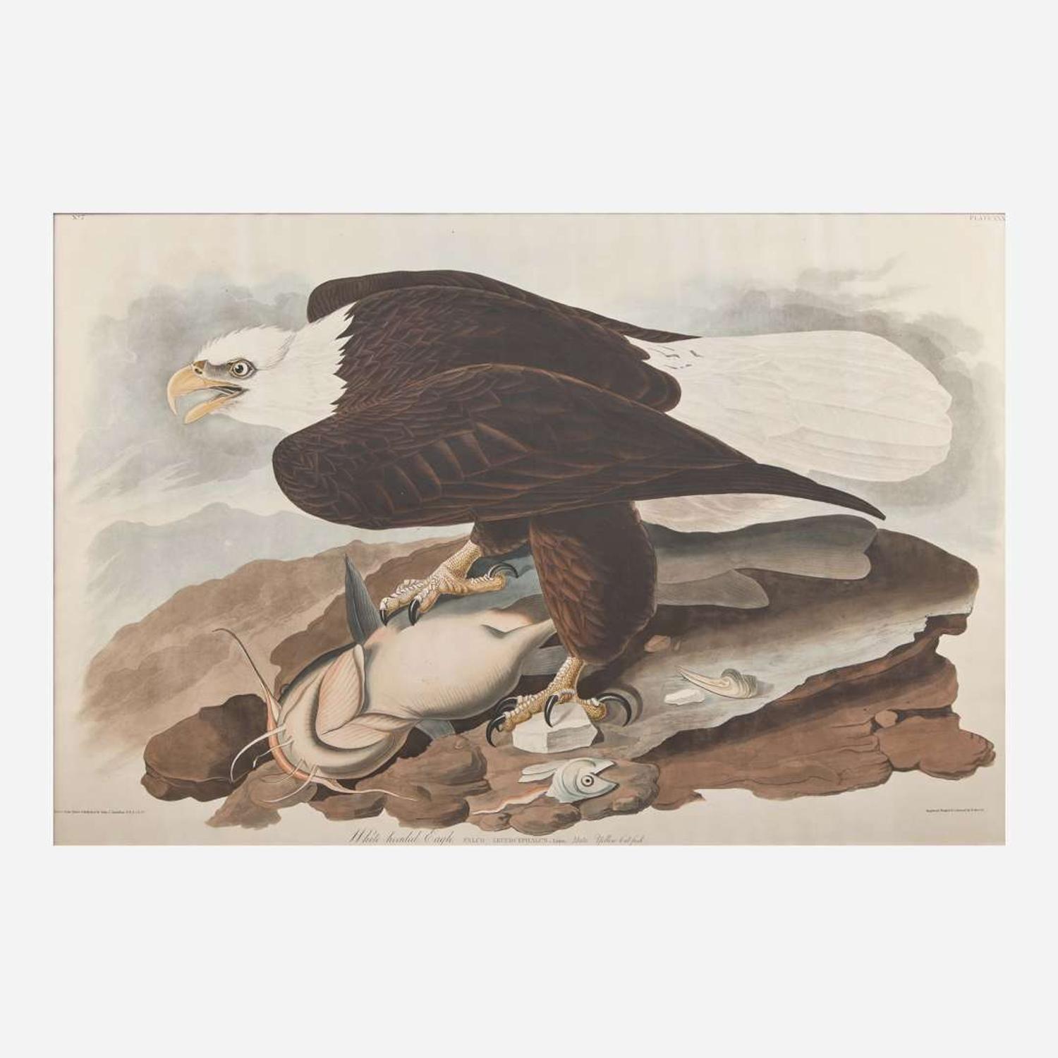 [Prints] Audubon, John J(ames). White-headed Eagle
