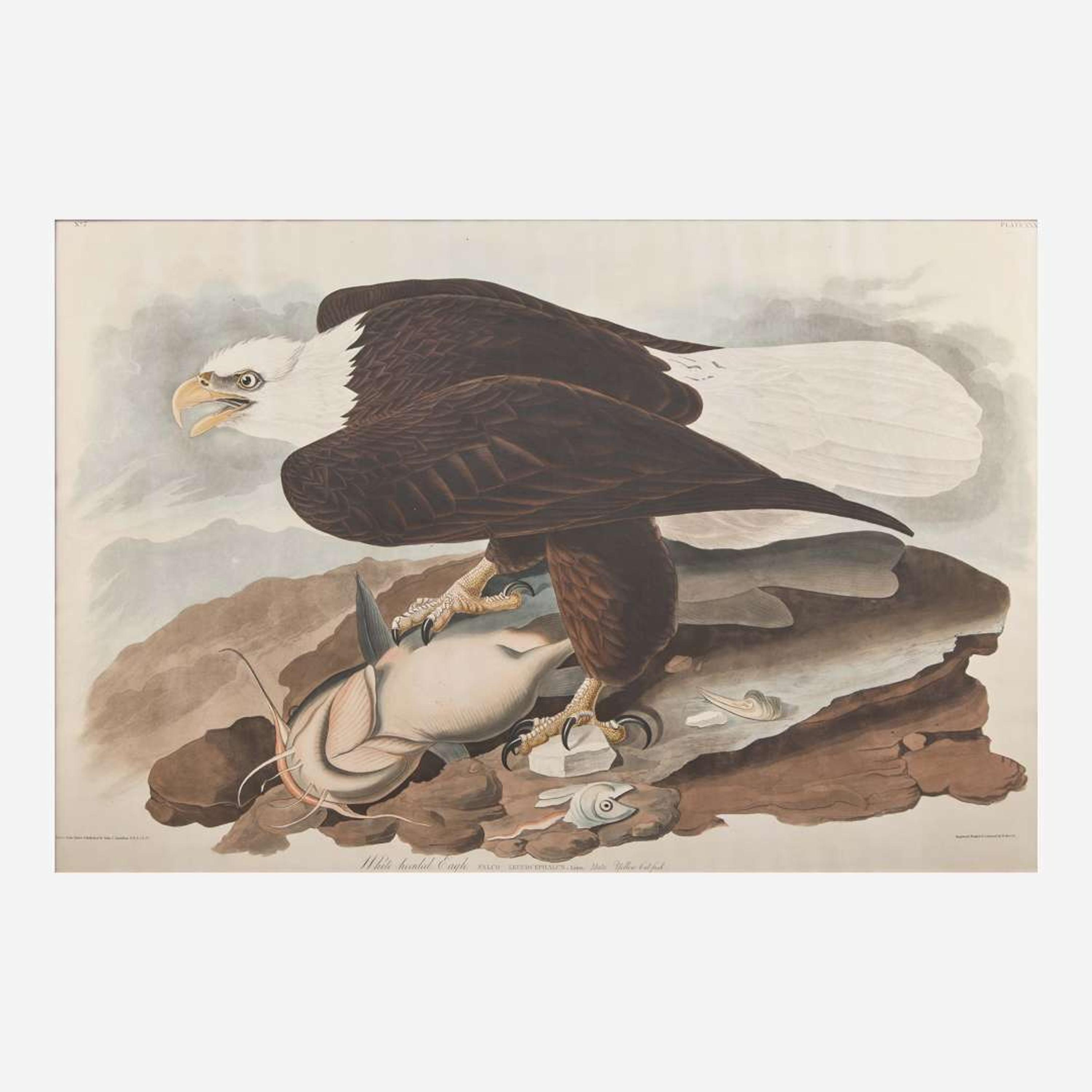 [Prints] Audubon, John J(ames). White-headed Eagle