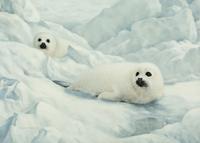 Harp Seals