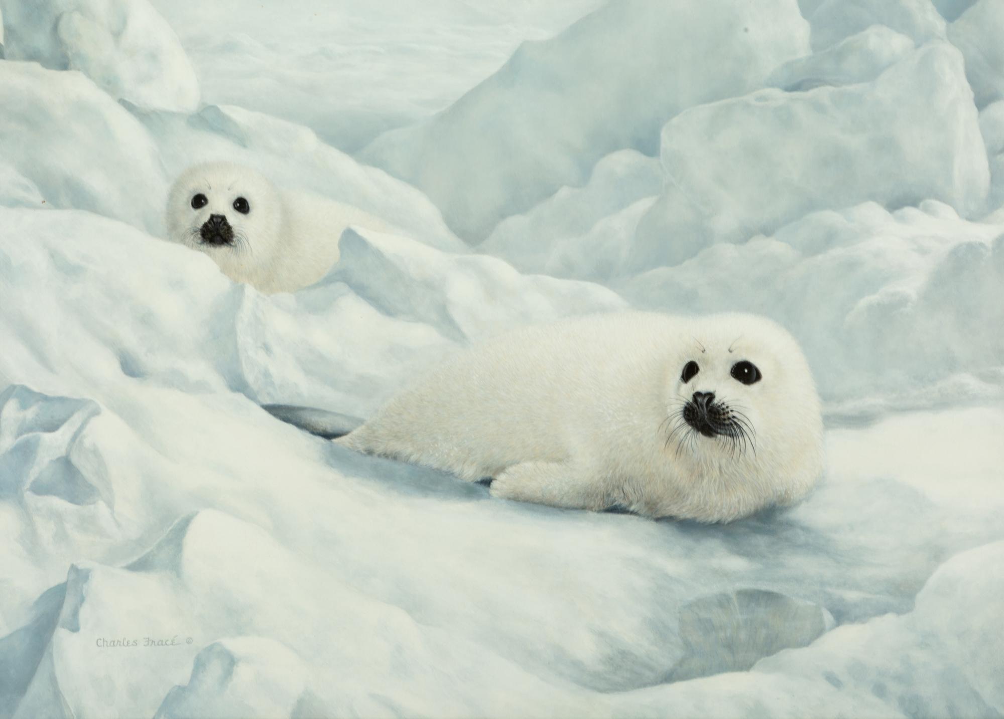 Harp Seals