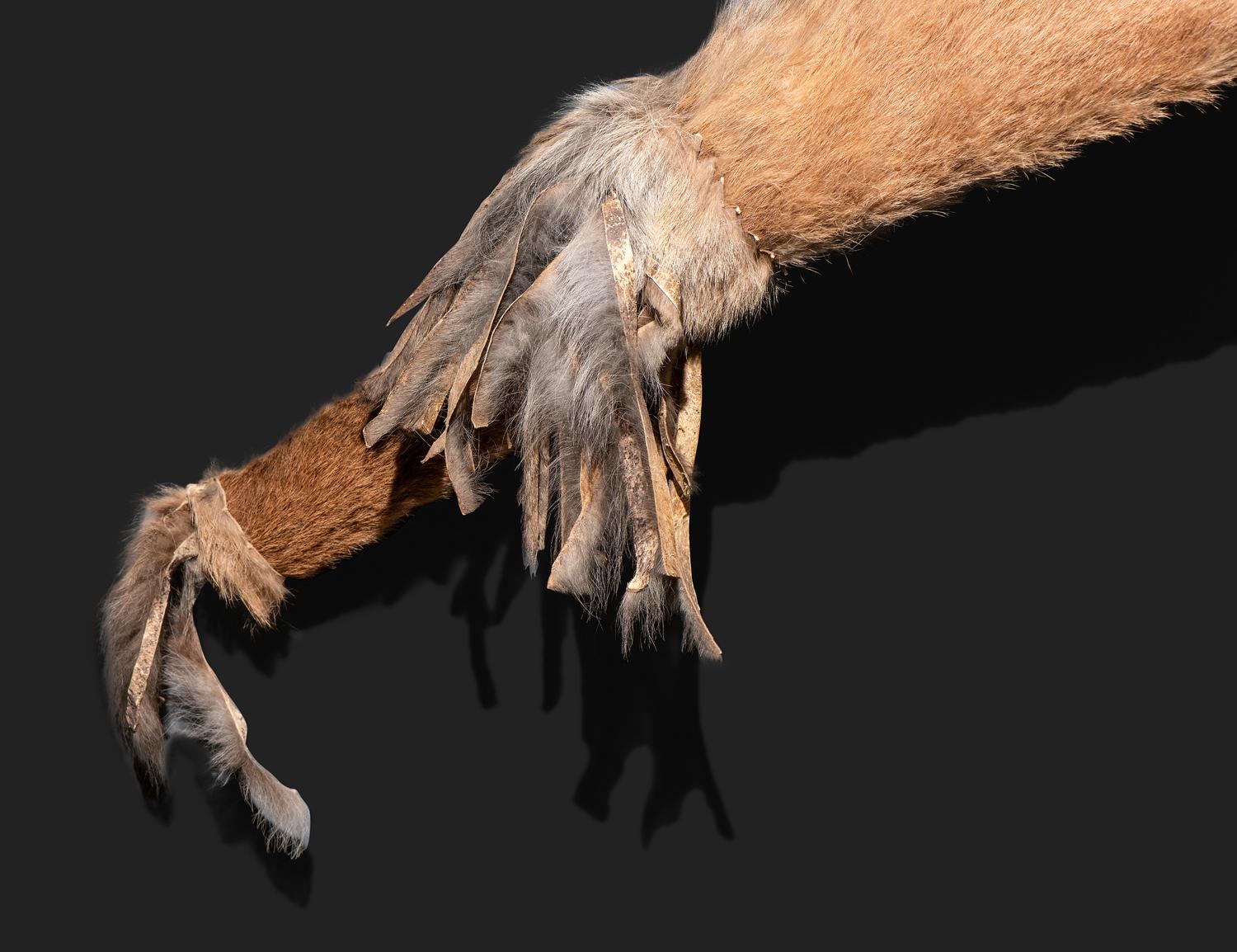 Comanche Mountain Lion Bowcase and Quiver