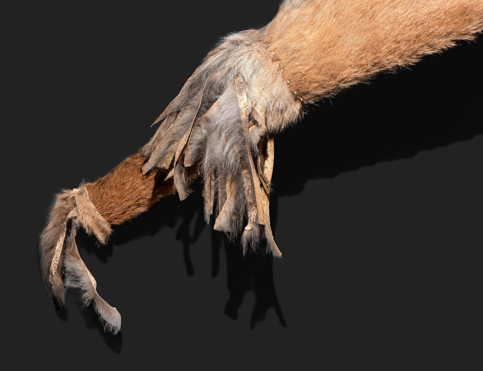 Comanche Mountain Lion Bowcase and Quiver