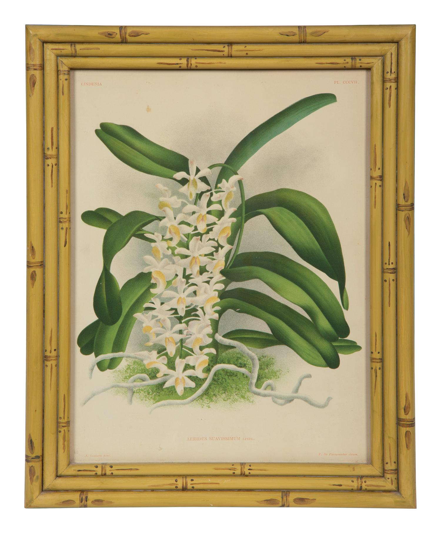 A Set of Twelve Framed Botanical Lithographs