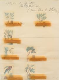 Natural History Part II: Some Trees of Italy (complete portfolio of 8)