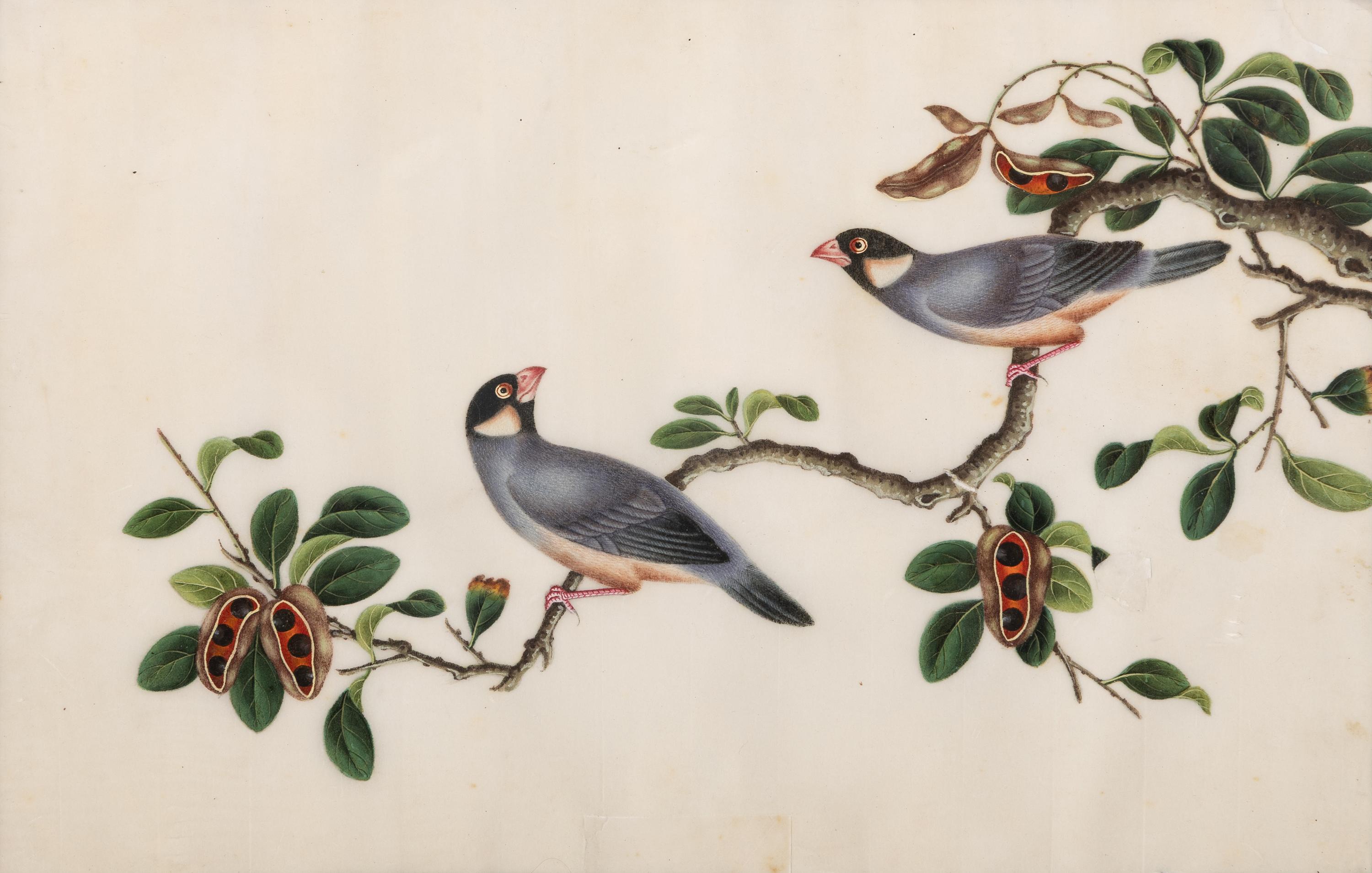 A Set of Twelve Chinese Export Watercolor and Pith Paintings