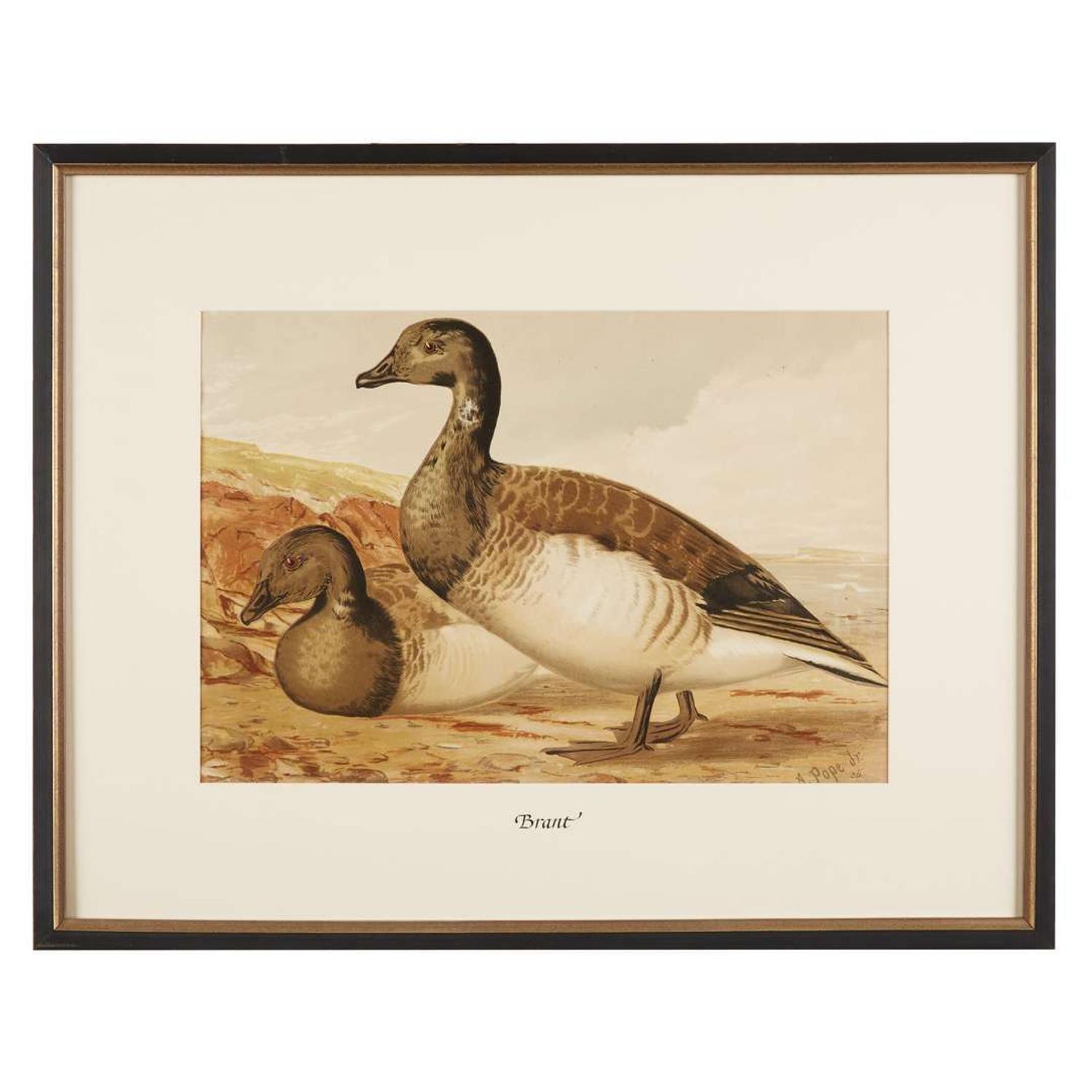 ALEXANDER POPE JUNIOR (AMERICAN 1849-1924) "BLACK DUCK" FROM UPLAND GAME BIRDS AND WATERFOWL OF THE UNITED STATES