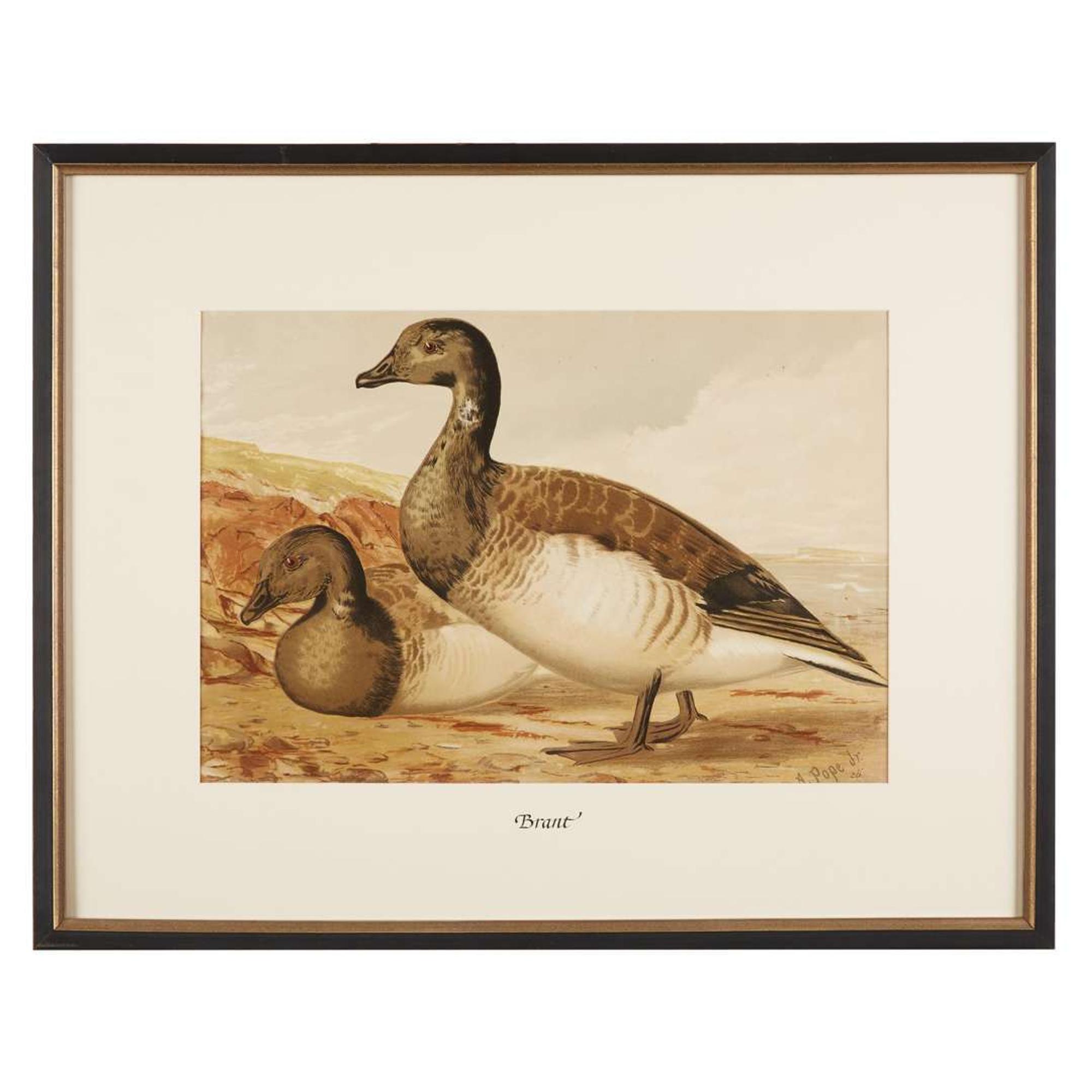 ALEXANDER POPE JUNIOR (AMERICAN 1849-1924) "BLACK DUCK" FROM UPLAND GAME BIRDS AND WATERFOWL OF THE UNITED STATES
