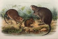 Grouped, see item 1 | A Group of Three Prints of North American Mammals, after John James Audubon (1785-1851) and John Woodhouse Audubon (1812-1862)