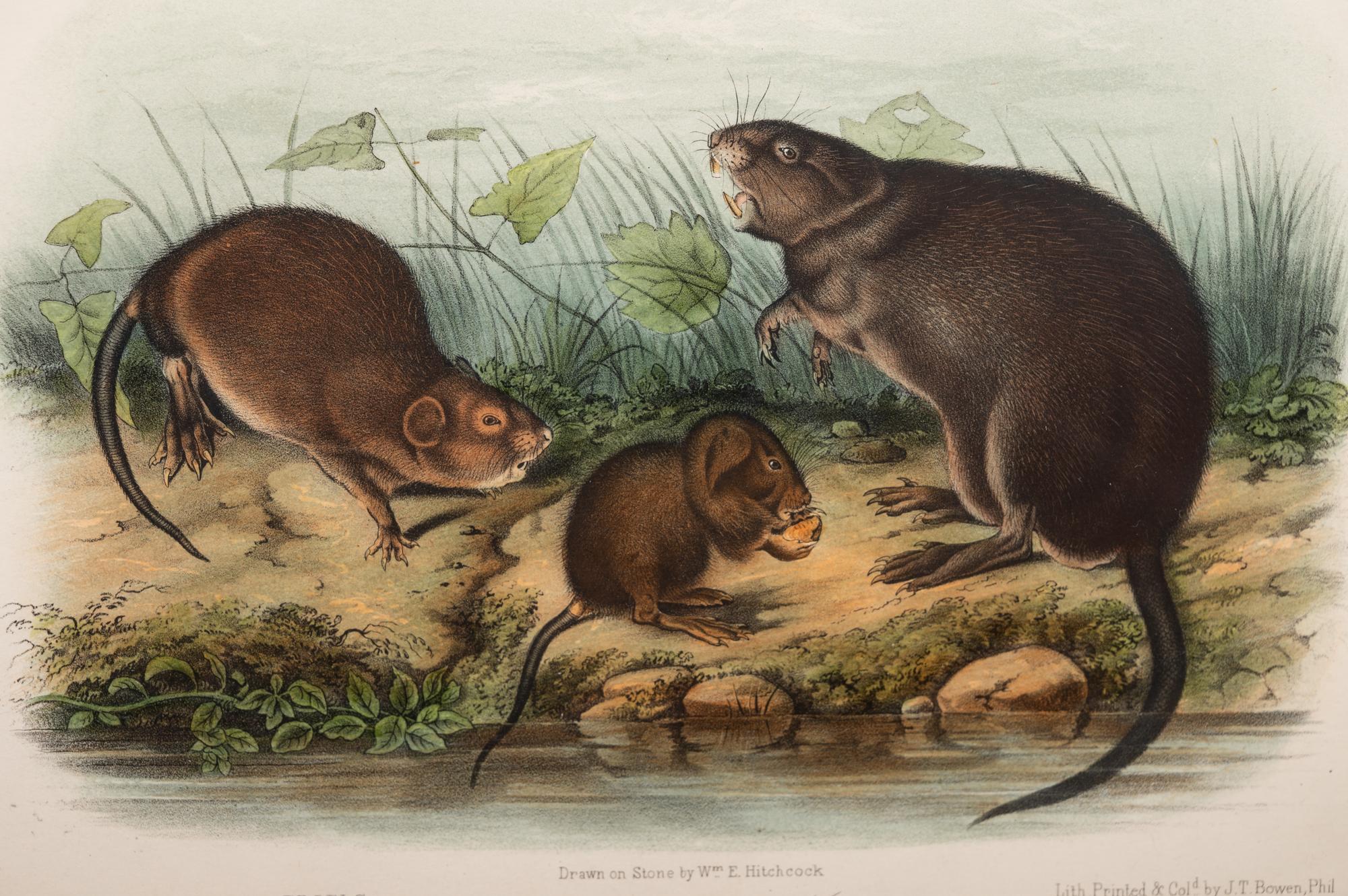 Grouped, see item 1 | A Group of Three Prints of North American Mammals, after John James Audubon (1785-1851) and John Woodhouse Audubon (1812-1862)