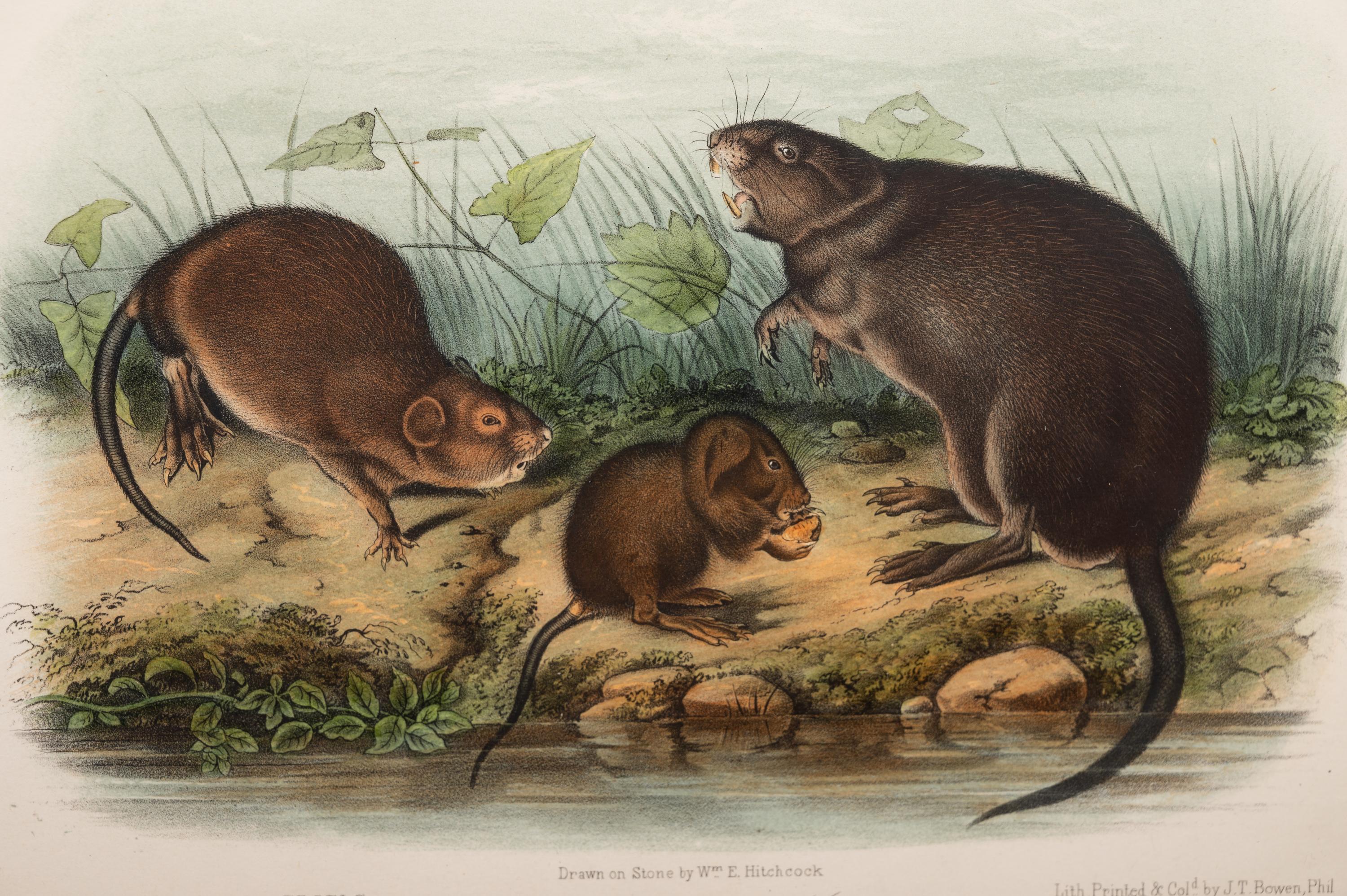 Grouped, see item 1 | A Group of Three Prints of North American Mammals, after John James Audubon (1785-1851) and John Woodhouse Audubon (1812-1862)