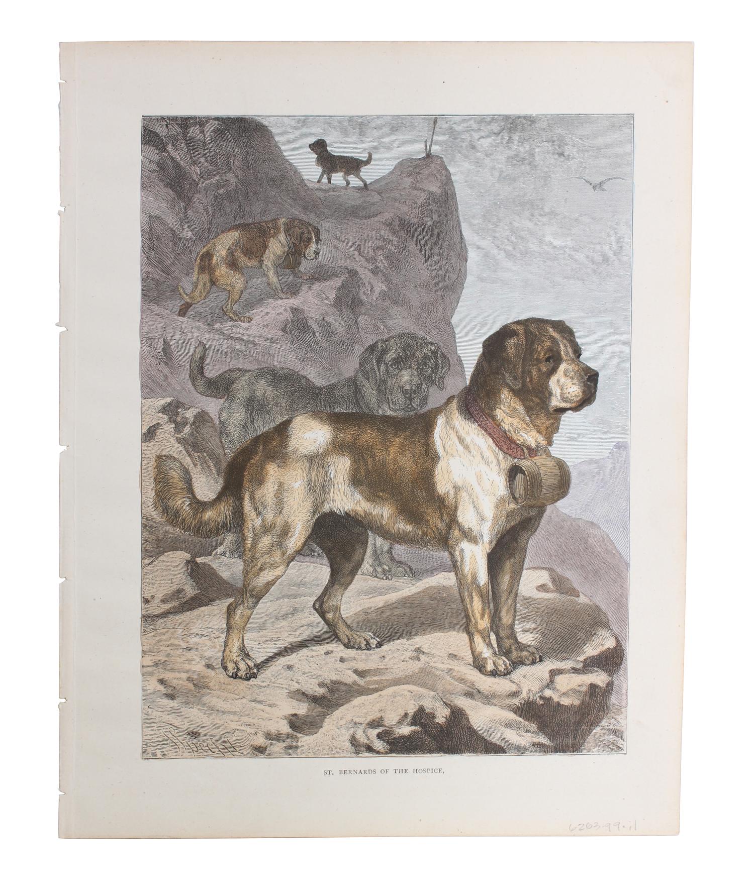 Eleven Hand Colored Dog Prints Height 71/2 x 9 inches — 19TH/20TH CENTURY