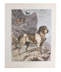 Eleven Hand Colored Dog Prints Height 71/2 x 9 inches — 19TH/20TH CENTURY