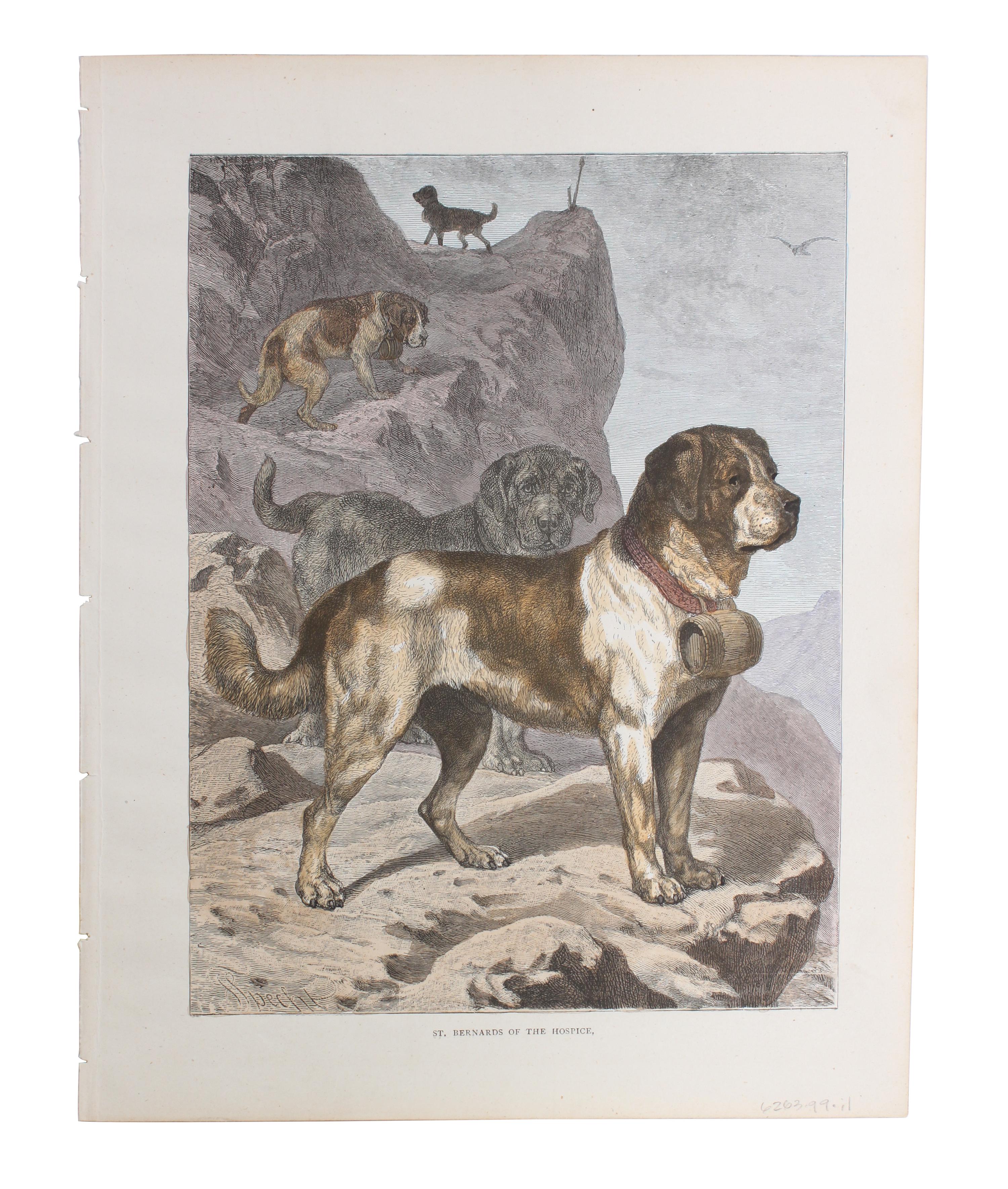 Eleven Hand Colored Dog Prints Height 71/2 x 9 inches — 19TH/20TH CENTURY