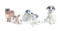 Five Royal Copenhagen Porcelain Figures Width of widest 9 1/4 inches. — 20TH CENTURY
