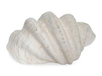 A Fossilized Giant Clam Shell