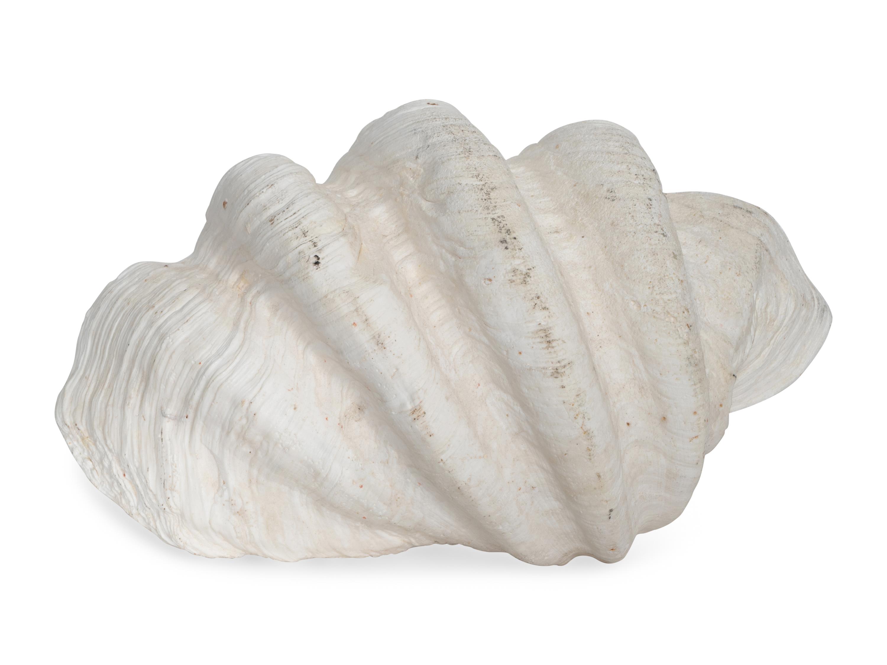 A Fossilized Giant Clam Shell