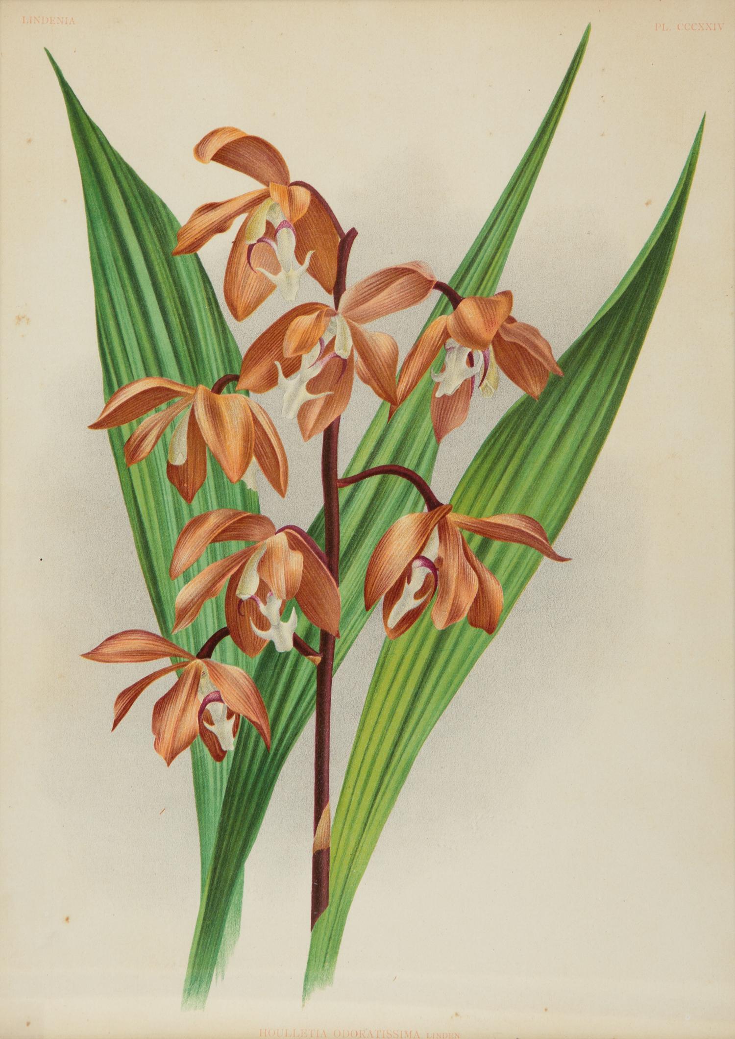 A Set of Twelve Framed Botanical Lithographs