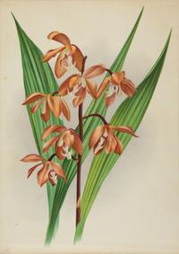 A Set of Twelve Framed Botanical Lithographs