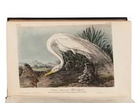 Audubon, John James. The Birds of America, from Drawings Made in the United States and their Territories
