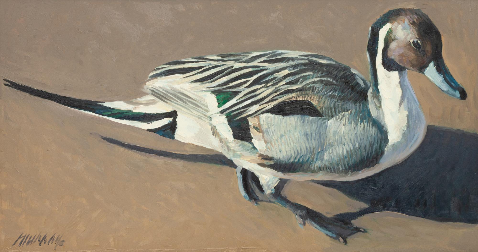 Pintail