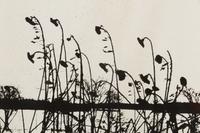 Mountain Grove, 1975 and Sunflowers After, 1972