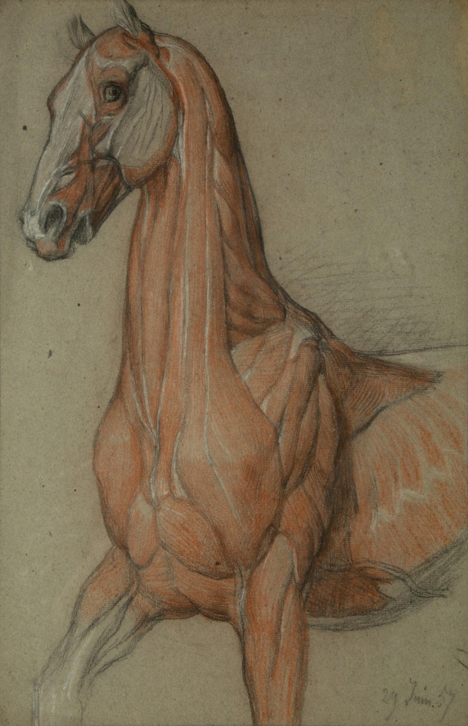 A Group of Five Pencil and Watercolor Sketches Depicting the Anatomy of Equine — 20TH CENTURY