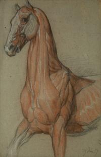 A Group of Five Pencil and Watercolor Sketches Depicting the Anatomy of Equine — 20TH CENTURY