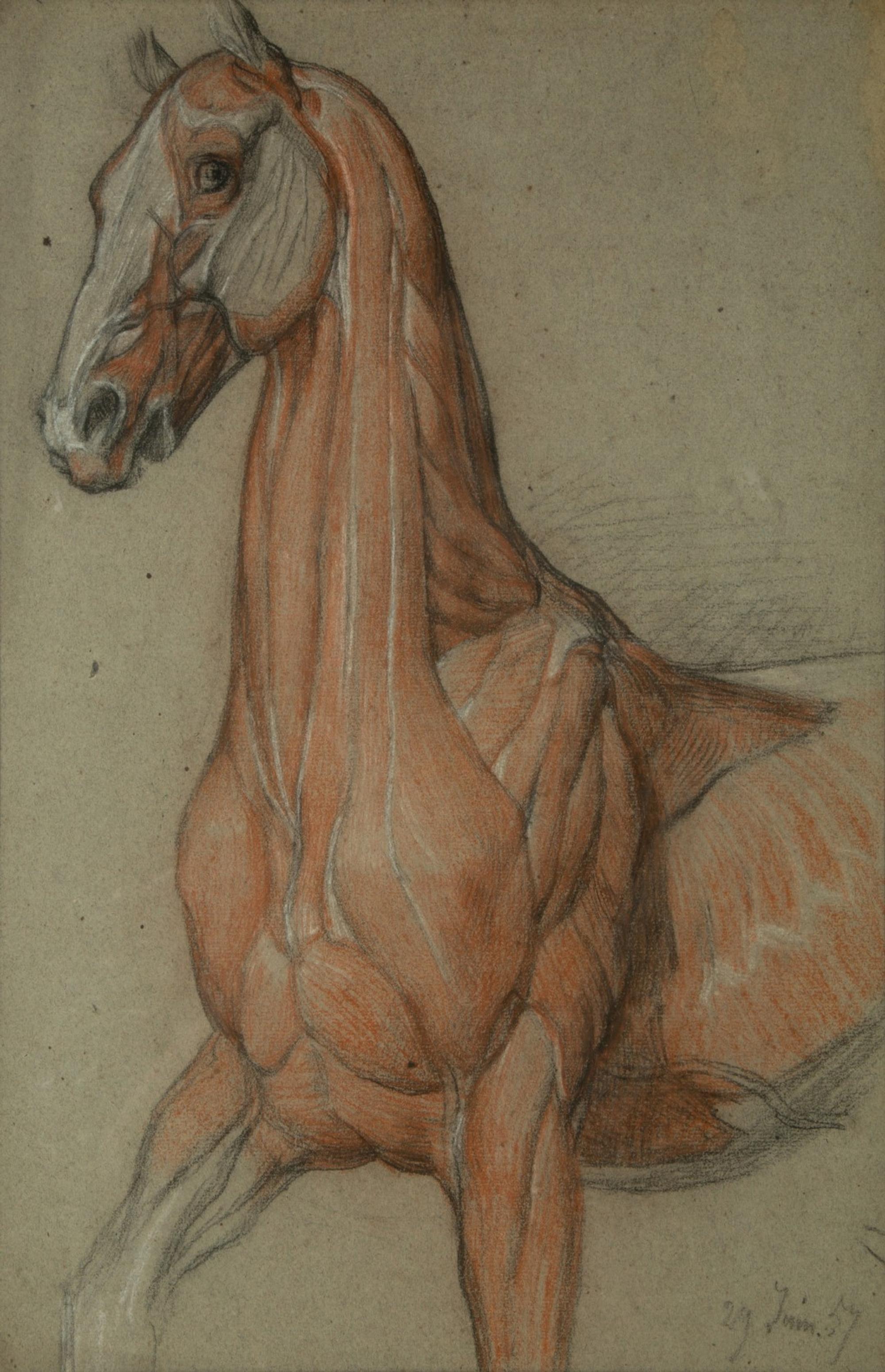 A Group of Five Pencil and Watercolor Sketches Depicting the Anatomy of Equine — 20TH CENTURY
