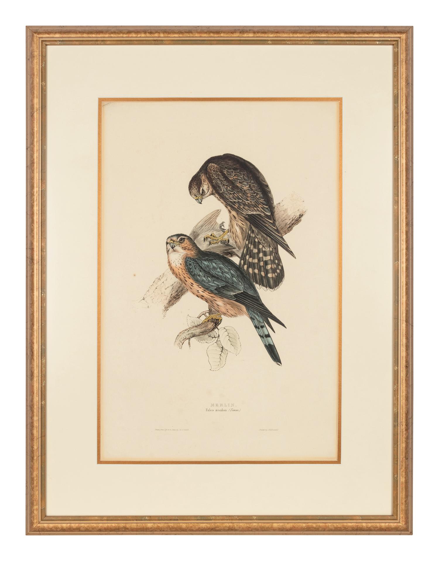 GOULD, John (1801-1881)