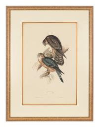 GOULD, John (1801-1881)
