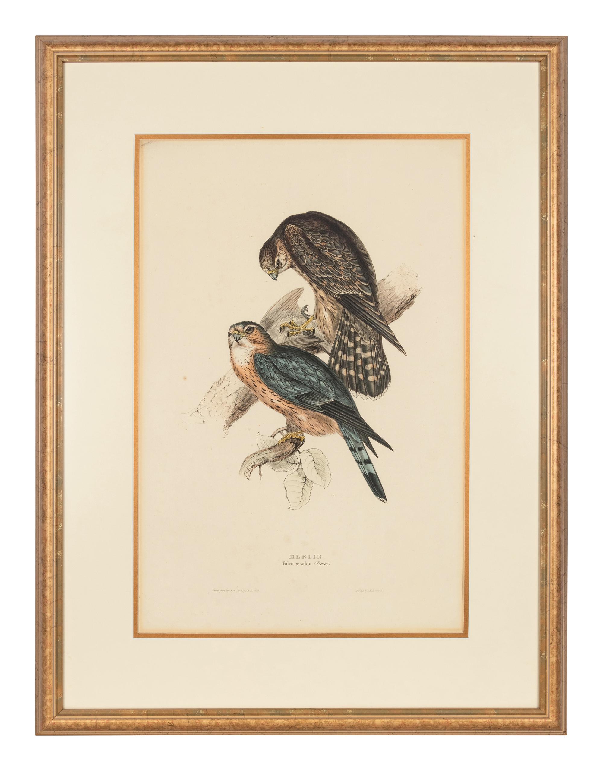 GOULD, John (1801-1881)