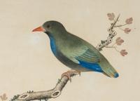 A Pair of Chinese Export Pith Paintings of Birds