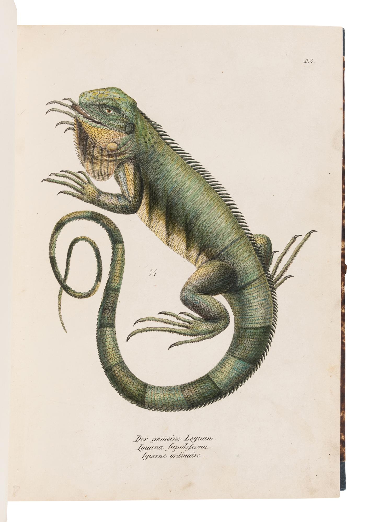 SCHINZ, Heinrich Rudolf (1777-1861). Naturgeschichte und Abbildungen der Reptilien . Zurich: Schaffhausen, 1833.